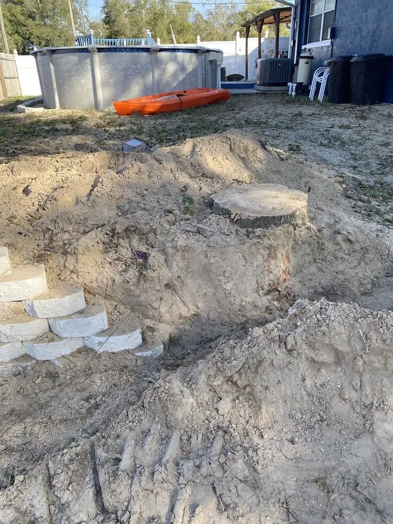 Tree stump in a sandy backyard before removal