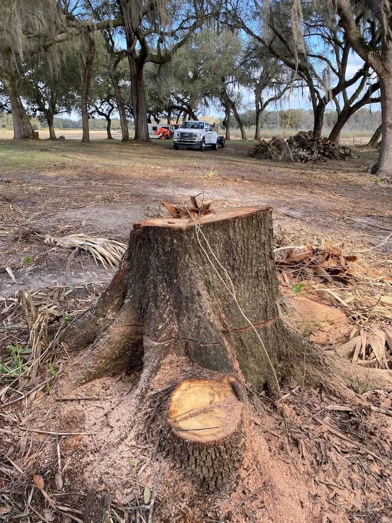Large oak stump ready for removal by grinding, with the Stump Grinding Cheap truck behind it